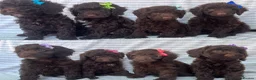 Cockapoo dogs for sale: CHOCOLATE COCKAPOOS GIRLS/BOYS PUPPYS PRA CLEAR - Advert 1