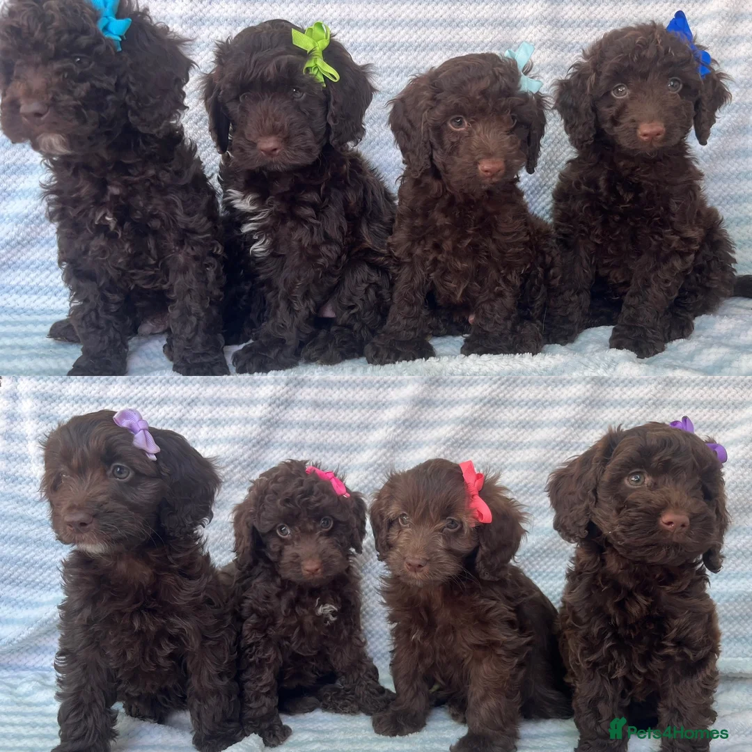 Cockapoo dogs for sale: CHOCOLATE COCKAPOOS GIRLS/BOYS PUPPYS PRA CLEAR - Advert 1