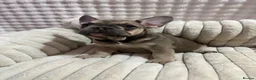 French Bulldog dogs for sale: French bulldog puppies - Advert 6