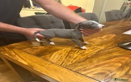 Italian Greyhound dogs for sale: Italian greyhound  - Image 4