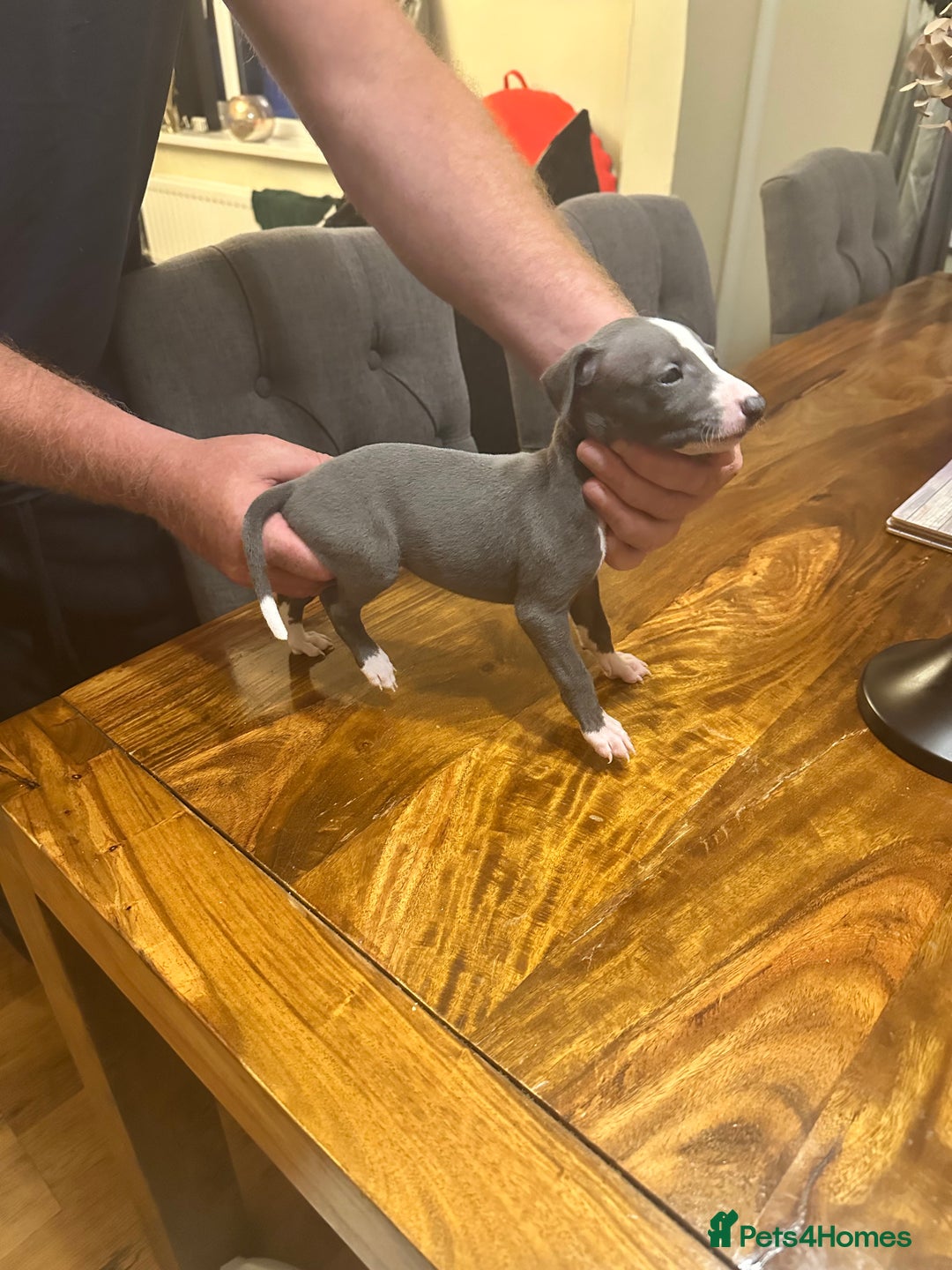 Italian Greyhound dogs for sale: Italian greyhound  - Image 4