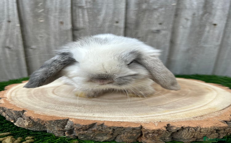Mini Lop rabbits - Advert 3