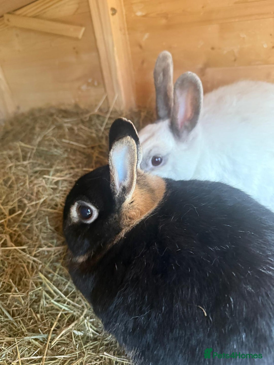 Dwarf Lop rabbits for sale: 2 rabbits and hutch - Image 6
