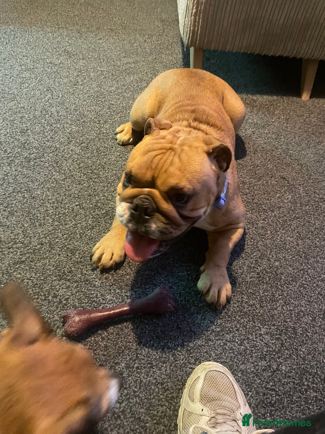 English Bulldog dogs for sale: Rehoming mable - Advert 3