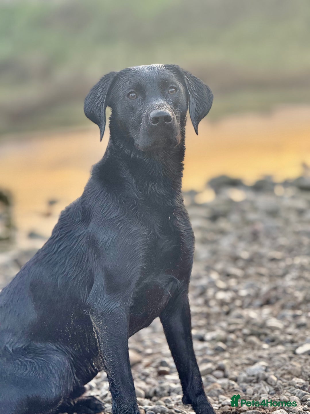 Labrador Retriever dogs for stud: Working KC reg proven black lab  - Advert 2