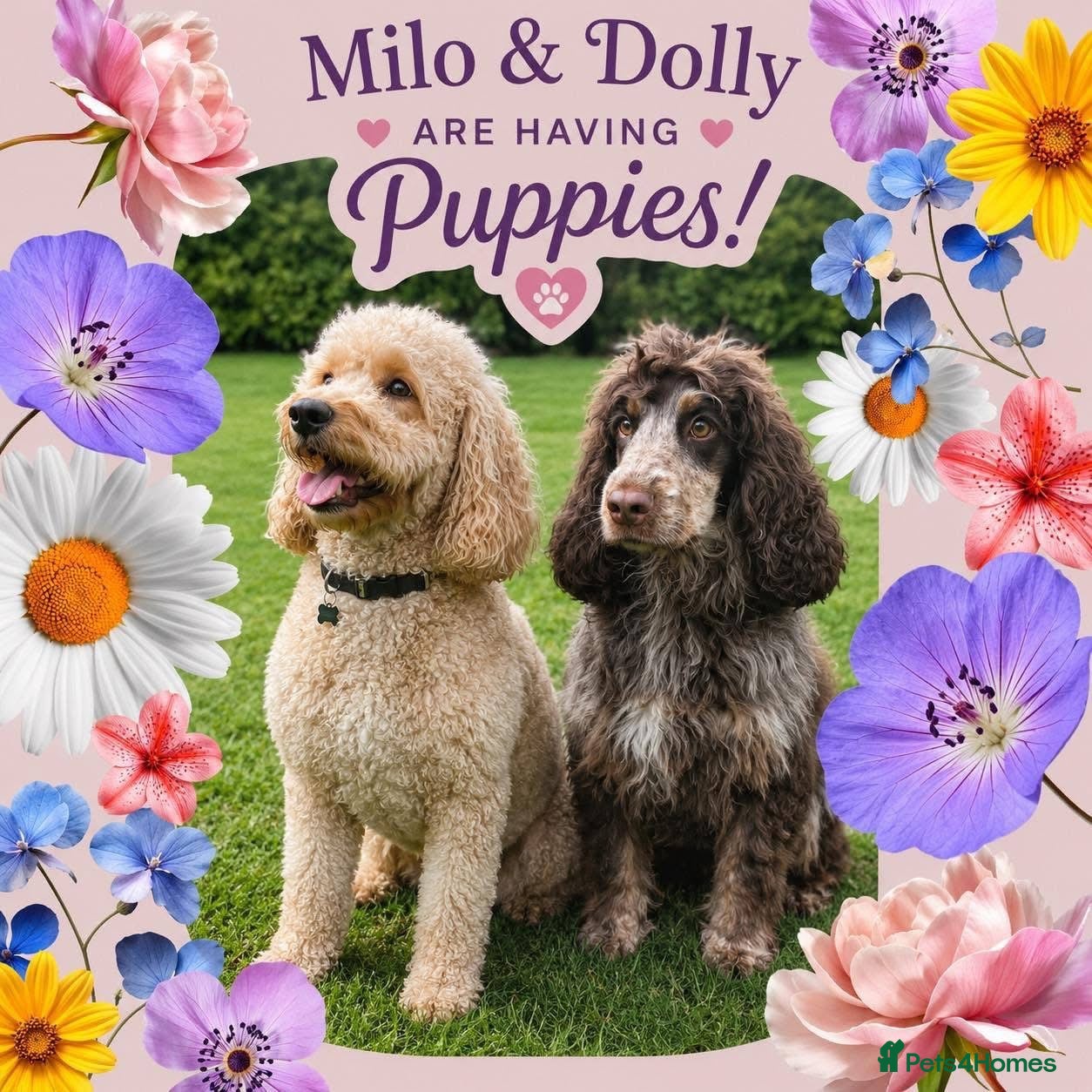 Cockapoo dogs ⭐️ F1 Cockapoos ~ Health Tested Parents ⭐️ - Advert 2