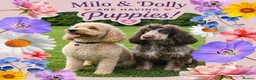 Cockapoo dogs for sale: ⭐️ F1 Cockapoos ~ Health Tested Parents ⭐️ - Advert 2