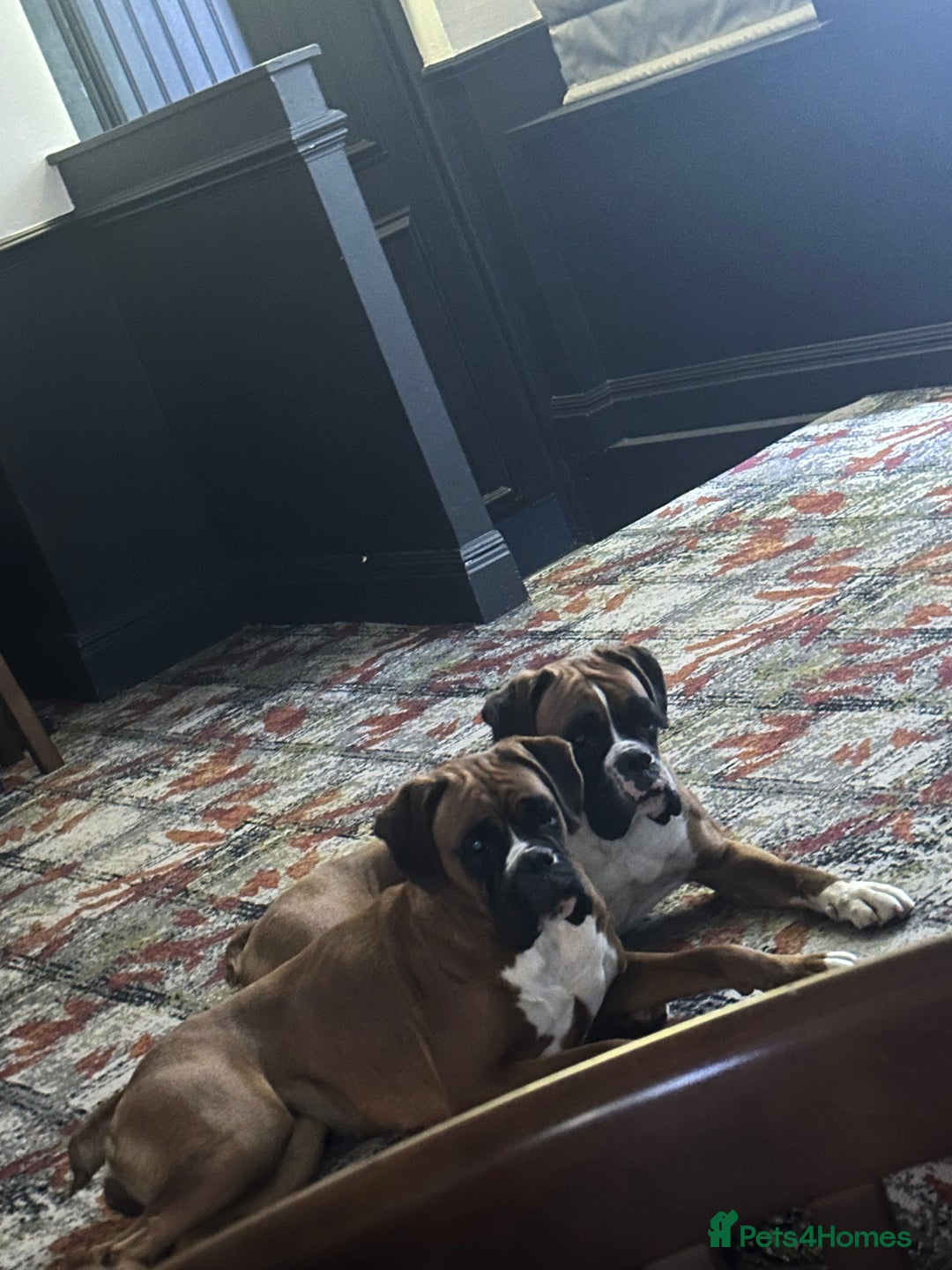 Boxer dogs for sale: Boxer sisters  - Advert 1