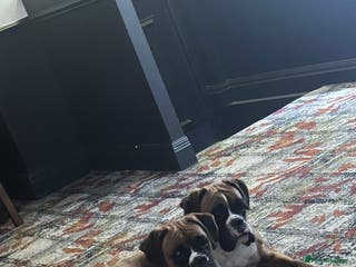 Boxer dogs Boxer sisters - Advert 12
