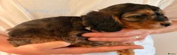 Cockapoo dogs for sale: Beautiful cockerpoo puppies  - Advert 4