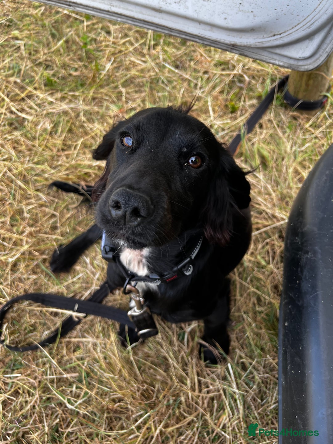 Cocker Spaniel dogs for sale: KC working cocker spaniel intact male - Advert 2