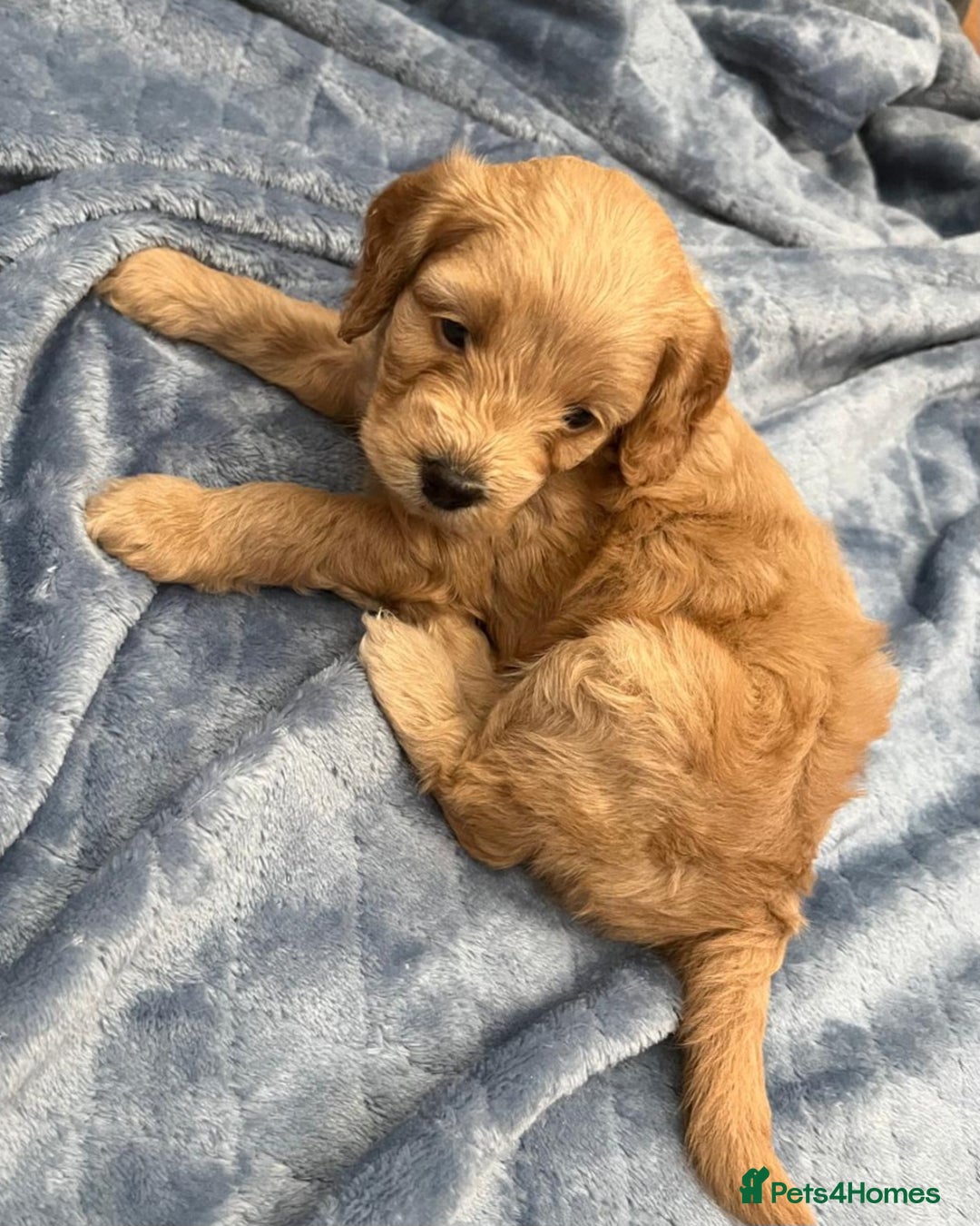 Cockapoo dogs for sale: Beautiful litter of cockapoos - Image 27