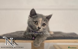 British Shorthair cats for sale: ❗️❗️2 LEFT❗️❗️CHUNKY ADORABLE FLUFF BALLS in Ilkeston - Image 17