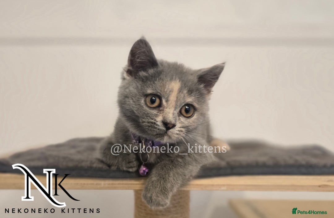 British Shorthair cats for sale: ❗️❗️2 LEFT❗️❗️CHUNKY ADORABLE FLUFF BALLS in Ilkeston - Image 17