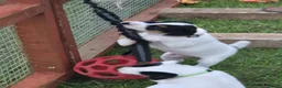 Jack Russell dogs for sale: Tess & jacks puppies - Advert 8