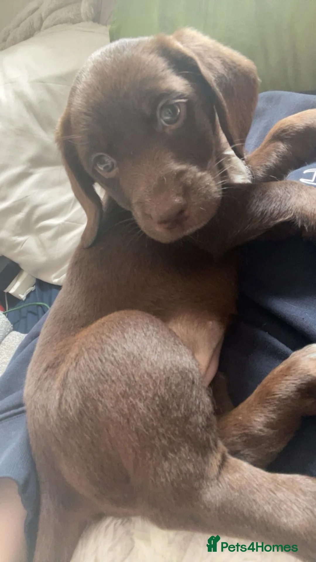 Mixed Breed dogs for sale: Beautiful dachsdors in Moreton-in-Marsh - Advert 4