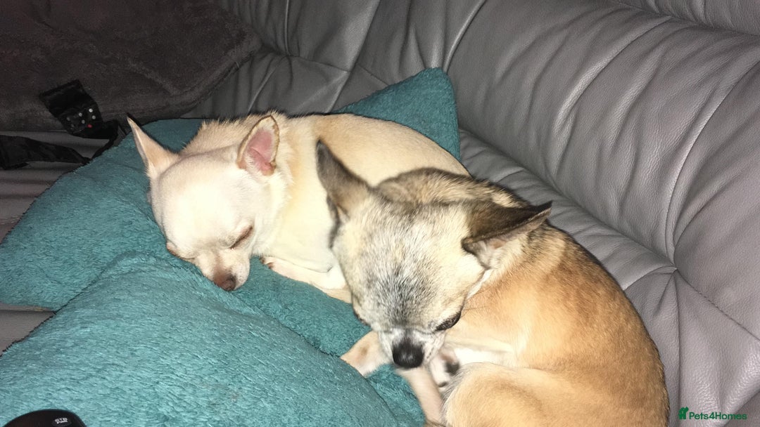 Chihuahua dogs for sale: 2 Chihuahua's needing to be re-homed - Image 10