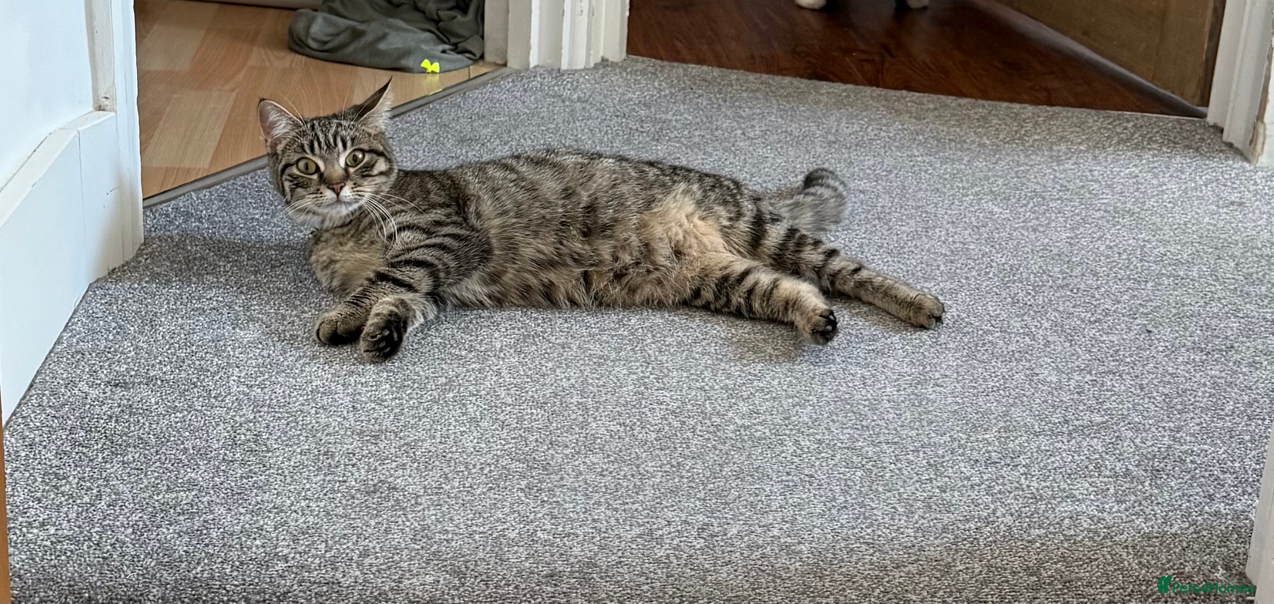 Mixed Breed cats for sale: Beautiful kitten in Dover - Advert 2