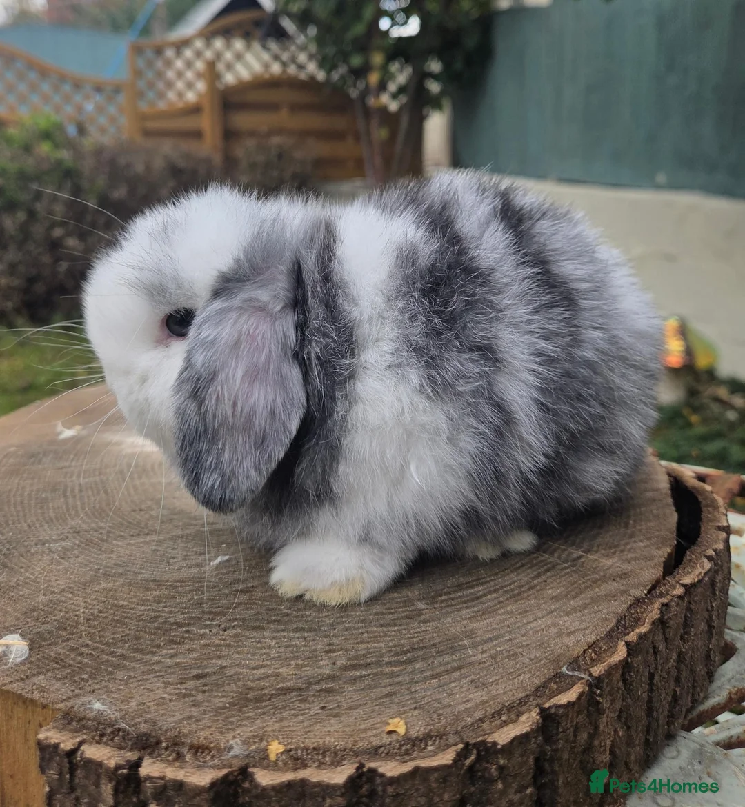 Mini Lop rabbits for sale: Mini lop magpie boy ready now  - Advert 4