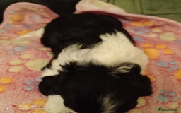 Cavapoo dogs for sale: A stunning litter of cavapoo beautiful costs  - Image 10