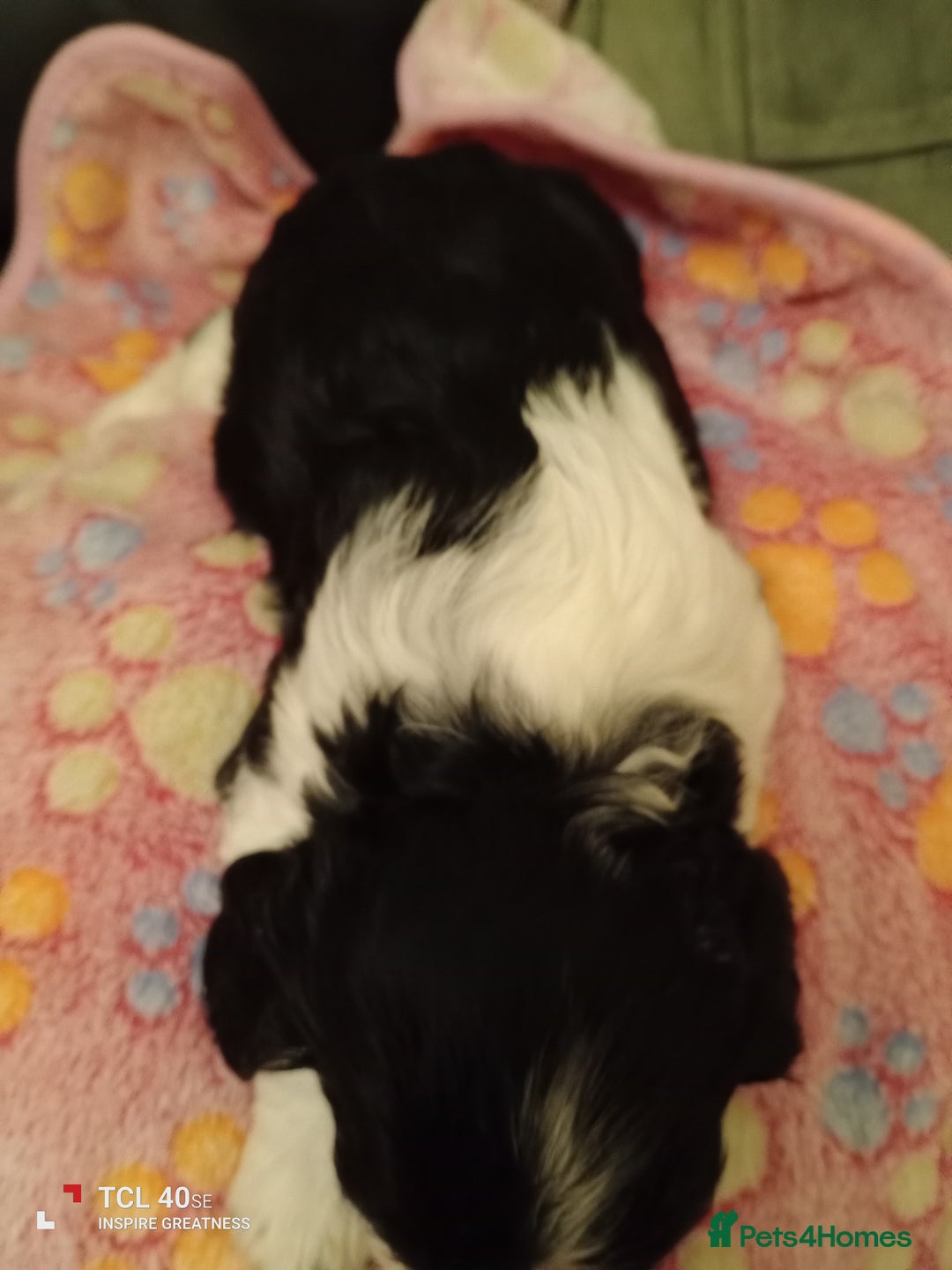 Cavapoo dogs for sale: A stunning litter of cavapoo beautiful costs  - Image 10