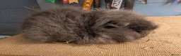 Guinea Pig rodents for sale: Swiss & funky baby boars  - Advert 2