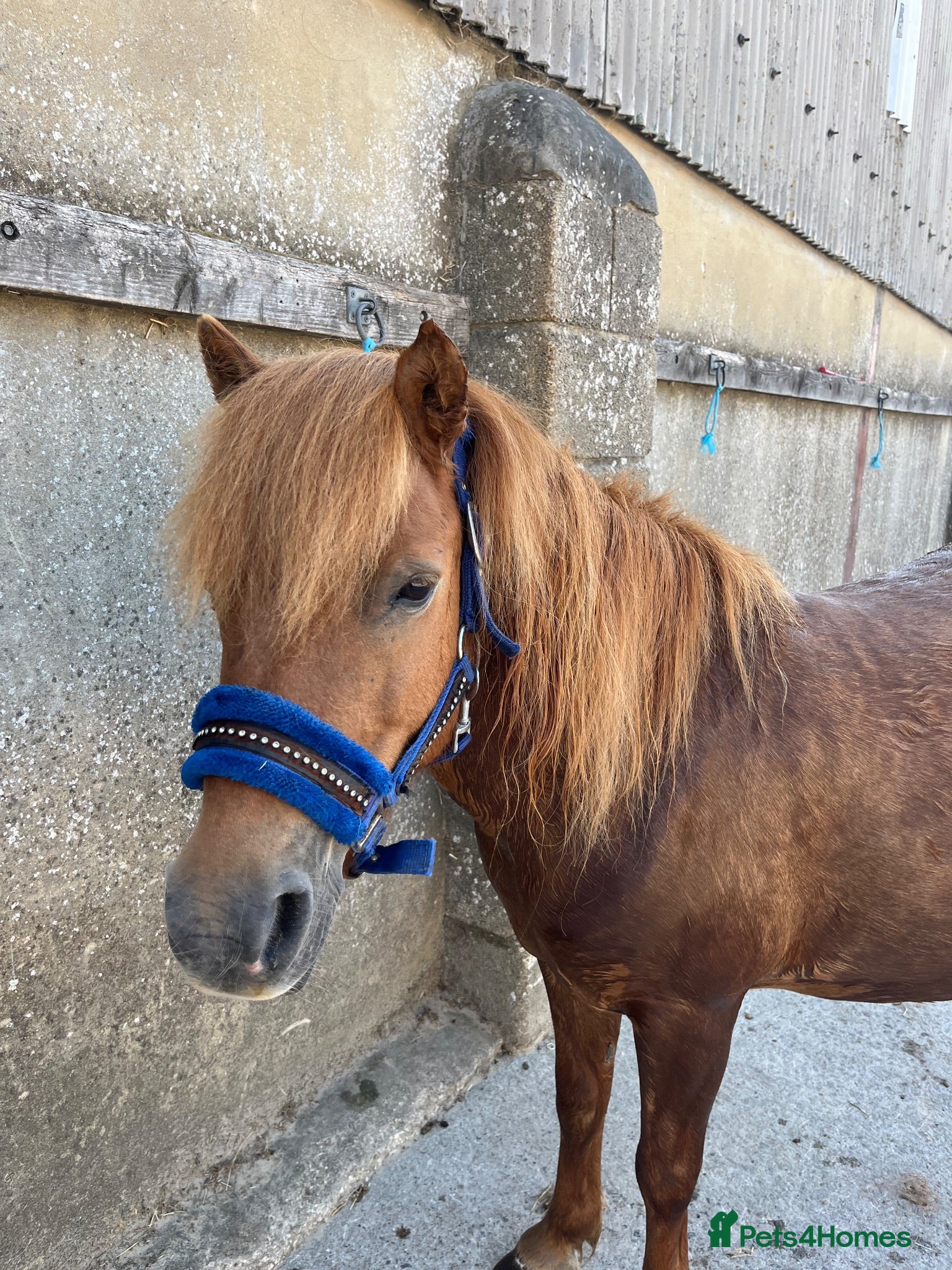 Riding pony horses 10.3 mare  - Advert 1
