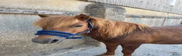 Riding pony horses for sale: 10.3 mare  in Westbury - Advert 1