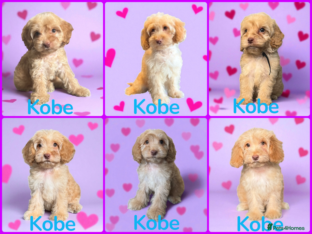 Cockapoo dogs for sale: ⭐️REDUCED⭐️READY NOW⭐️ chocolate DNA clear F1 - Image 3