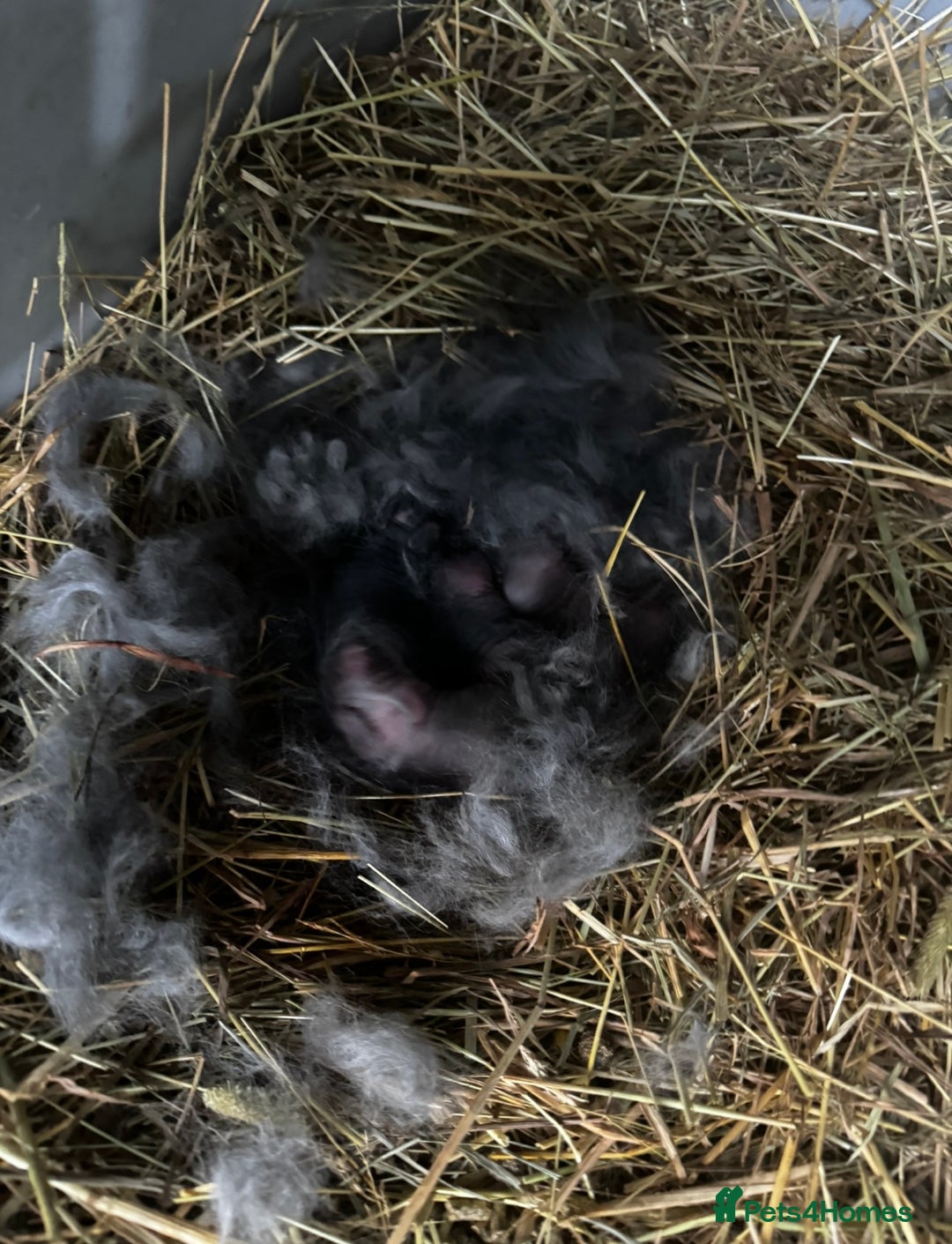 Mini Lion Lop rabbits for sale: 🩷🩵 4 Double mane mini lionlops 🩵🩷 - Advert 24