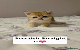 Scottish Fold cats for sale: Purebred Golden chinchilla TICA registered - Image 7