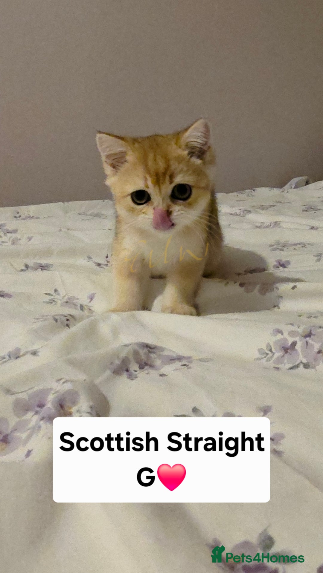 Scottish Fold cats for sale: Purebred Golden chinchilla TICA registered - Image 7