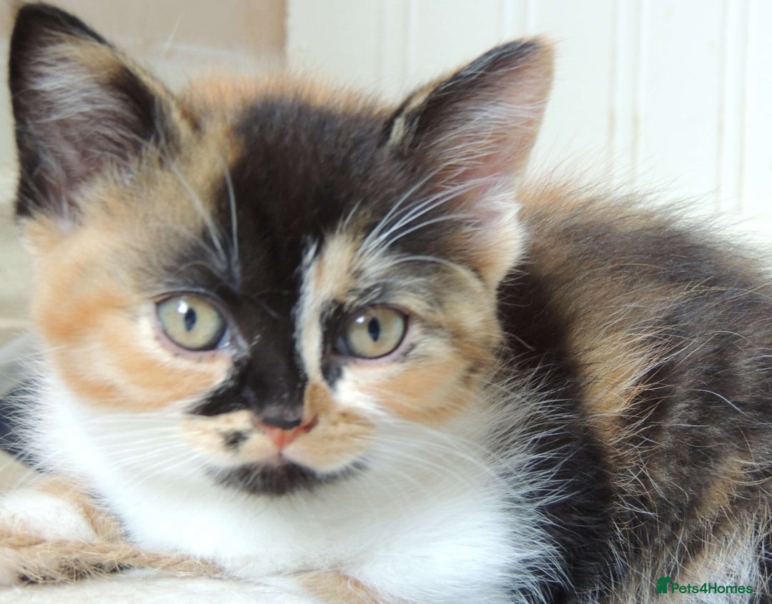 Devon Rex cats for sale: Just 1 girl left - GCCF Devon Rex Variant kittens  in Wolverhampton - Image 3