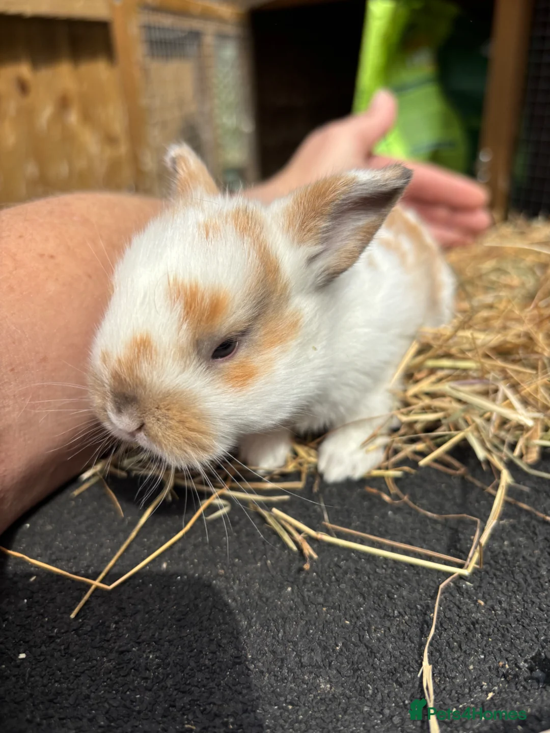 Lionhead rabbits for sale: Lion heads  - Advert 1