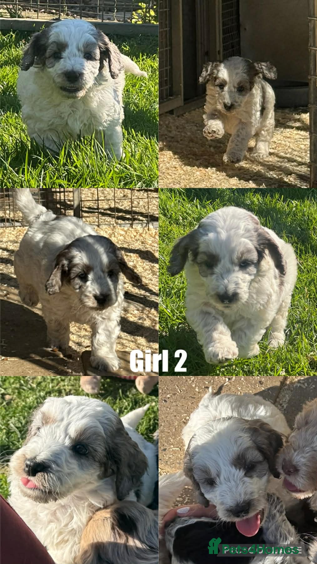 Cockapoo dogs Beautiful Cockerpoo Pups - Advert 2