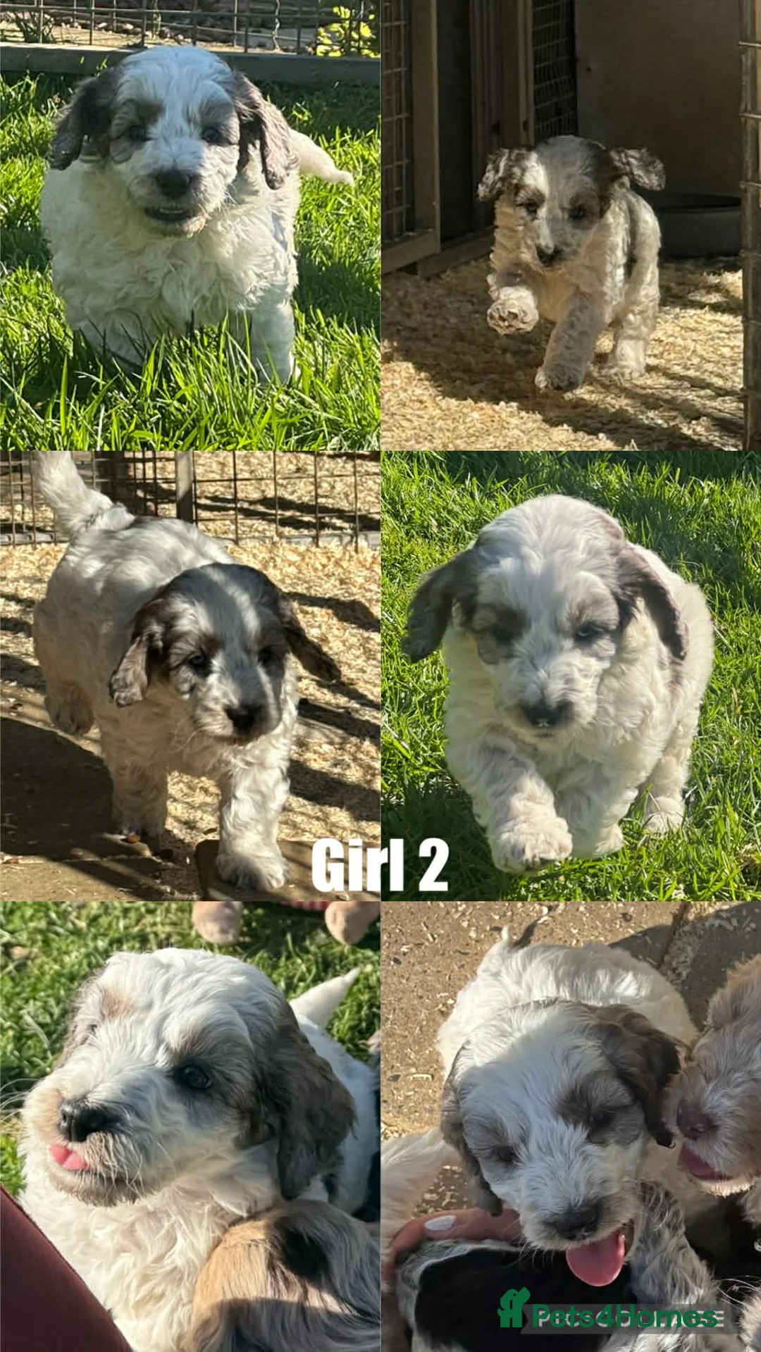 Cockapoo dogs for sale: Beautiful Cockerpoo Pups - Advert 2