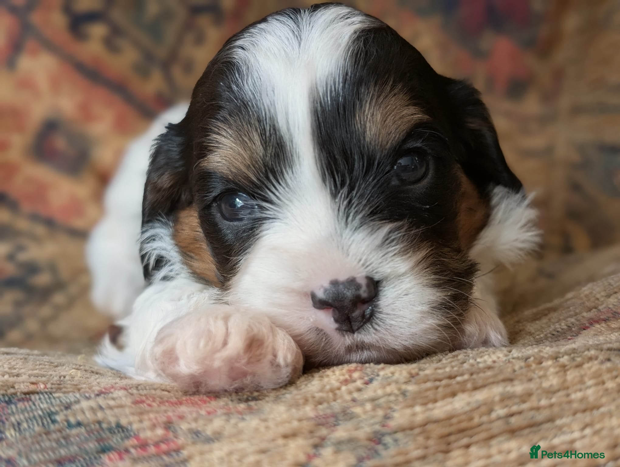 Cavapoo dogs Pretty CAVAPOO pups. Health tested parents - Advert 1