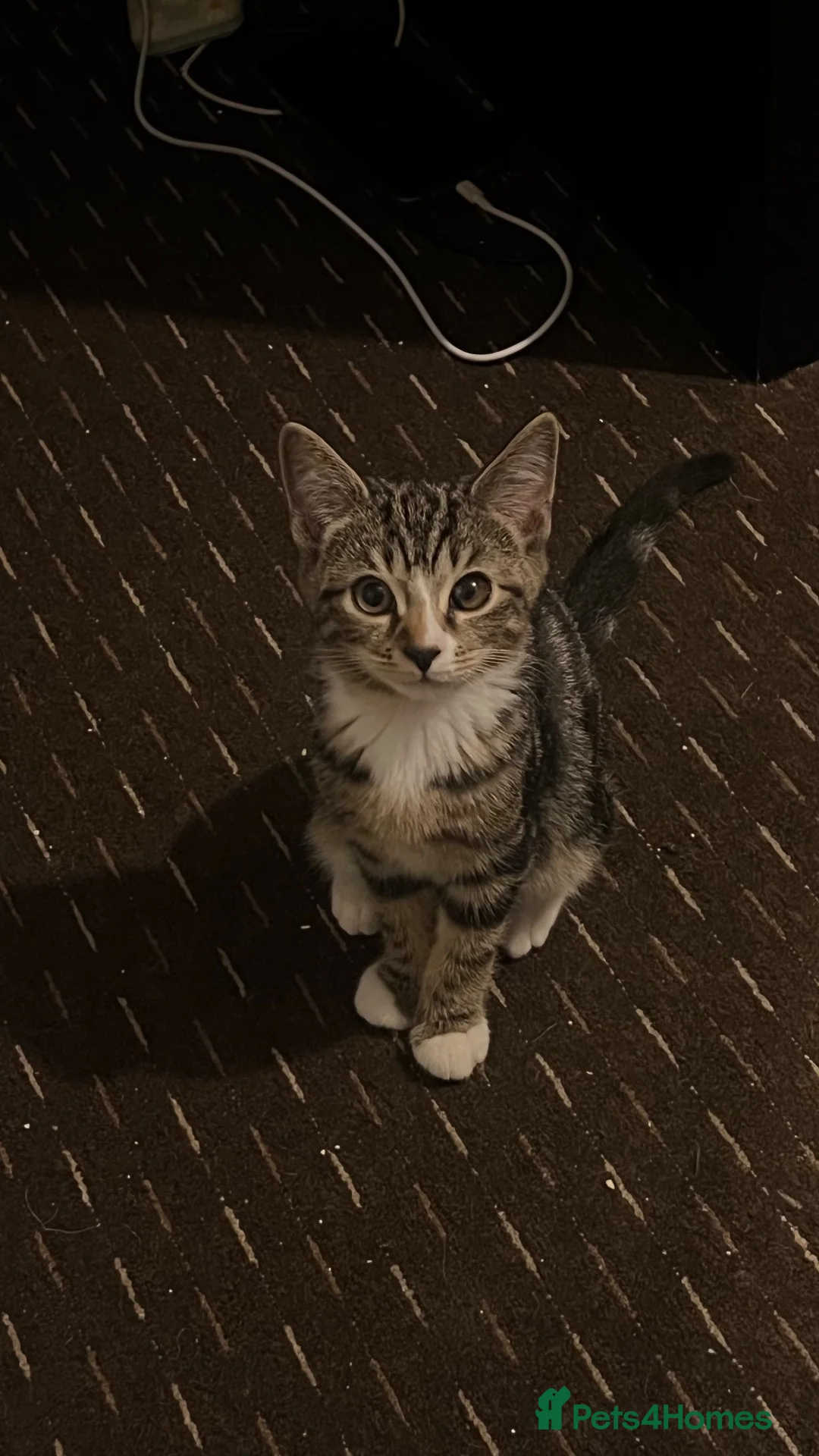 Mixed Breed cats for sale: Cute and playful kitten for adoption  - Advert 1