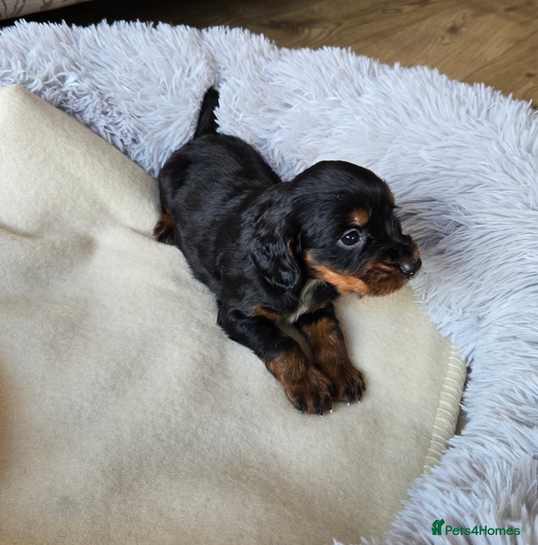 Cocker Spaniel dogs for sale: Outstanding cocker spaniel pups - Image 8