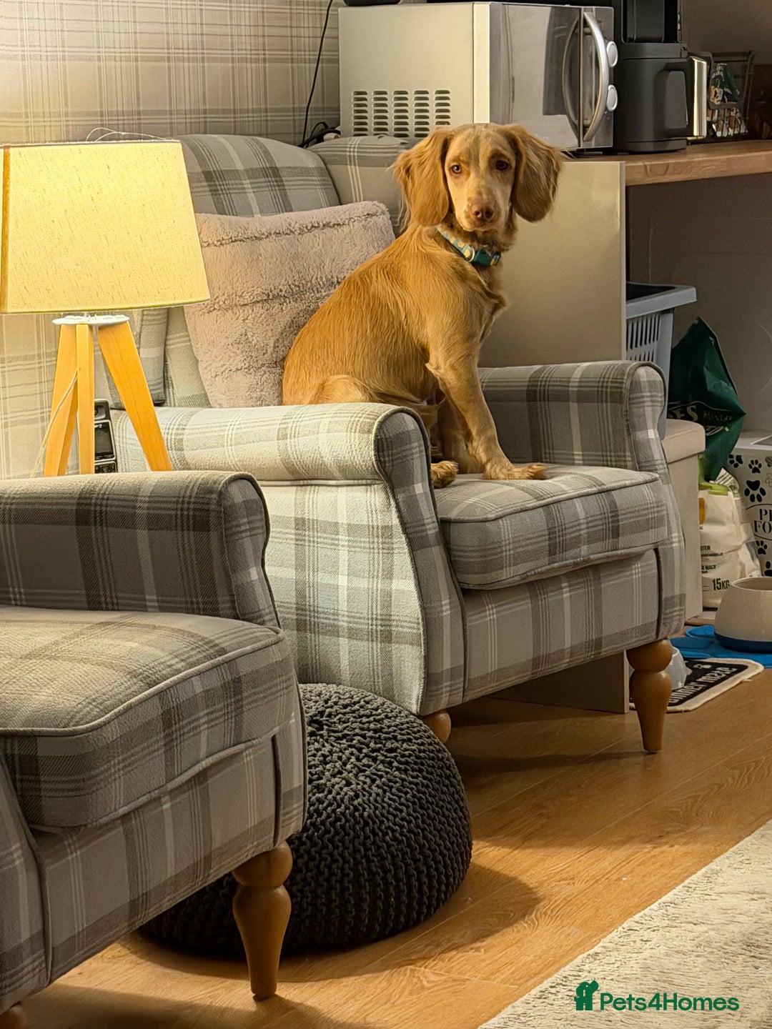 Cockapoo dogs for sale: Gus cockapoo but more spaniel 7 months old - Advert 4