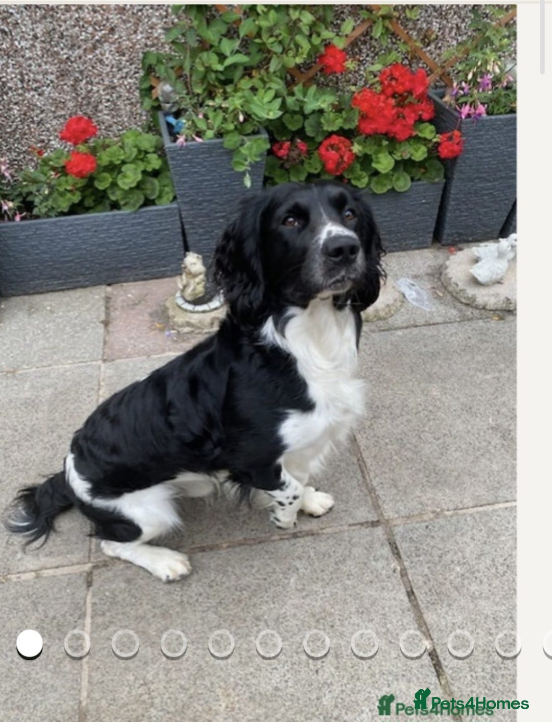 English Springer Spaniel dogs for sale: ✨ KC Registered Springer Spaniel Puppies ✨ - Advert 8