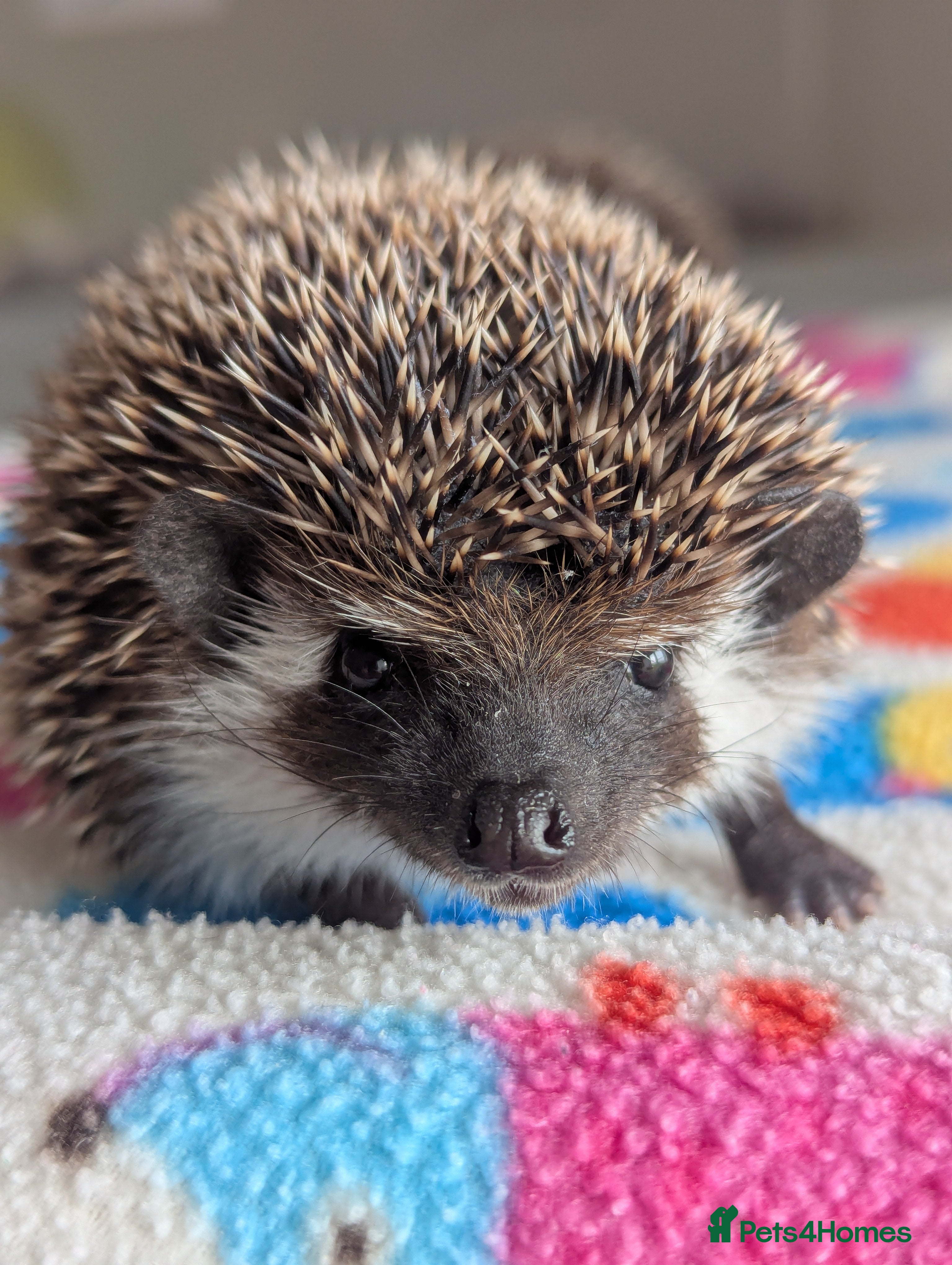 Pygmy Hedgehog rodents Beautiful Baby Hoglets Ready Now/Reserve  - Advert 1