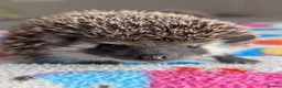 Pygmy Hedgehog rodents for sale: Beautiful Baby Hoglets Ready Now/Reserve  - Advert 11