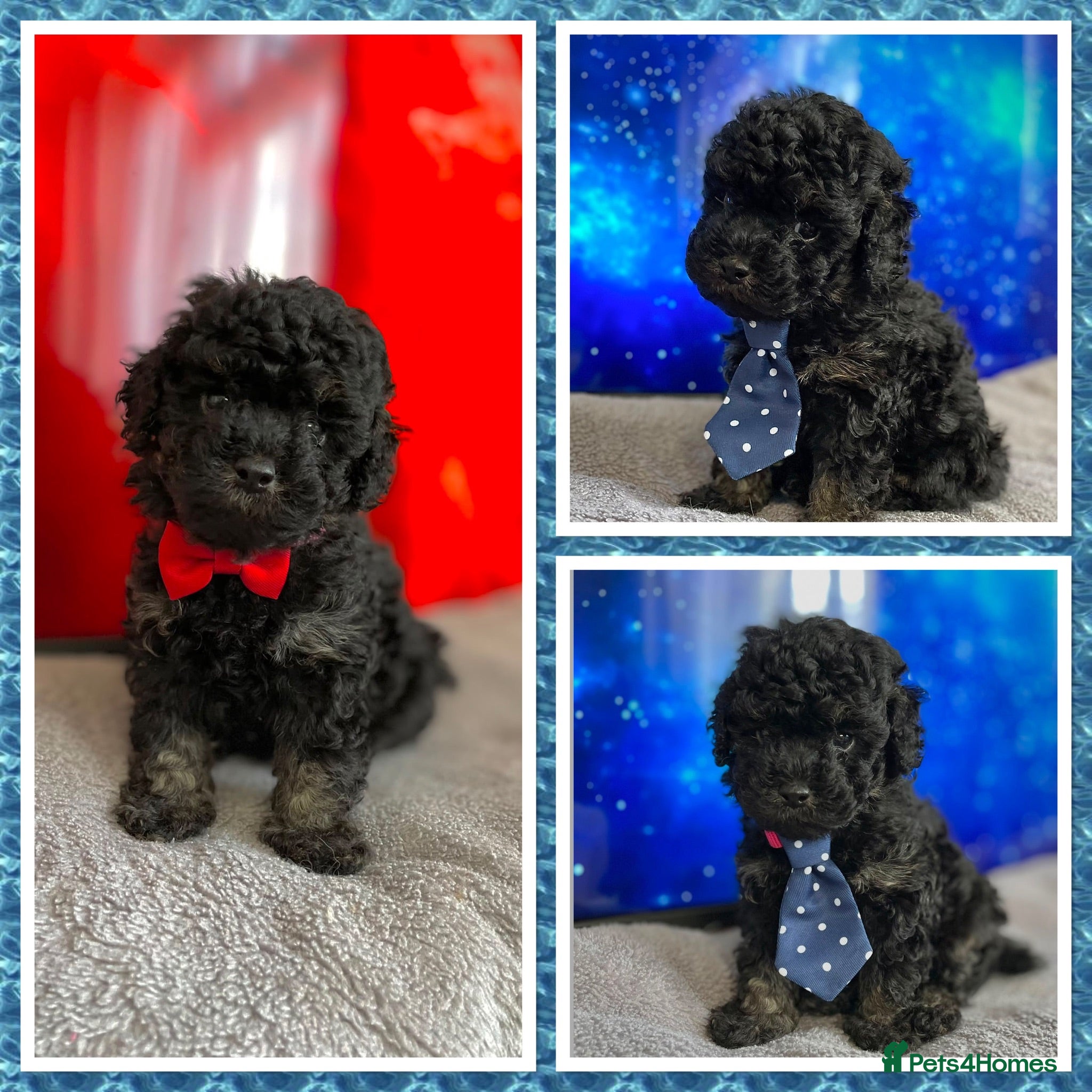 Cavapoo dogs 1 Outstanding tiny Cavapoo puppy boy - Advert 15