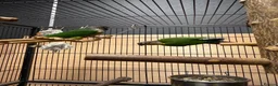 Conures birds for sale: Green Cheek Conures - Advert 4