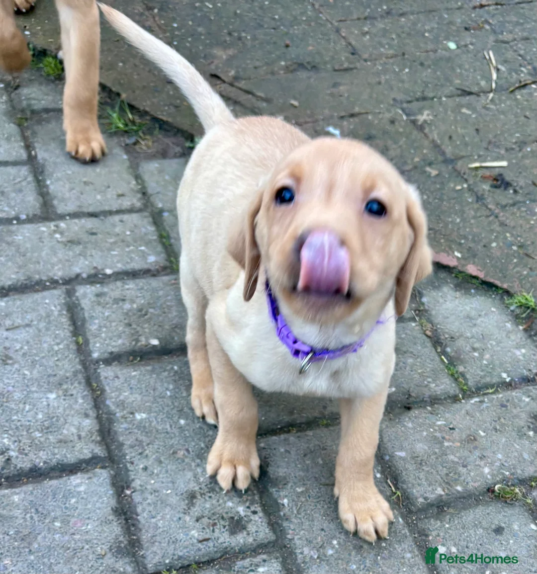Labrador Retriever dogs for sale: Ready now! Beautiful Labrador pups (KC Reg) - Advert 8