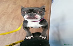 Mixed Breed dogs for adoption: ❤️Binx - 3 yo Frenchie x Boston terrier girl ❤️ - Image 20