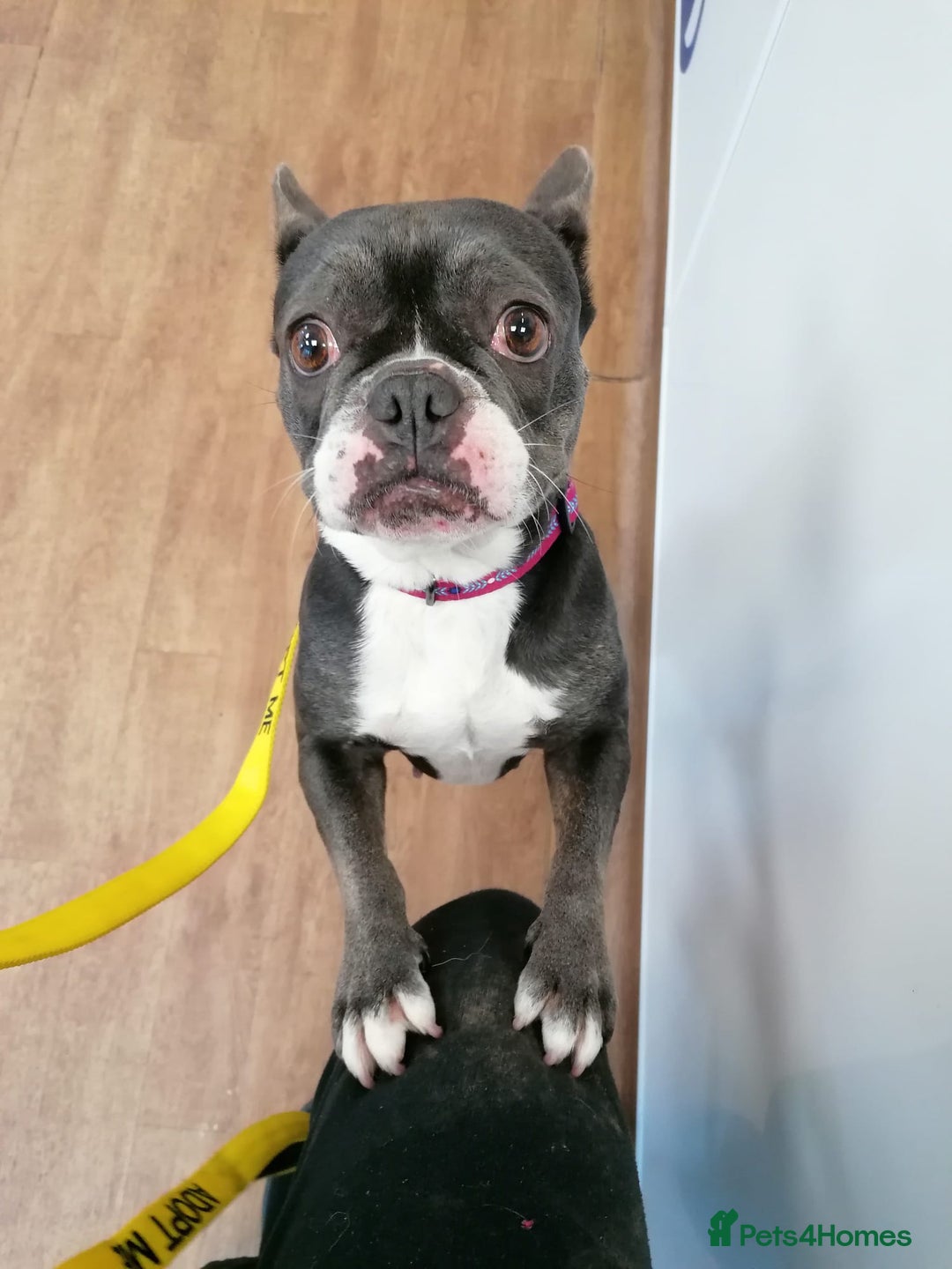 Mixed Breed dogs for adoption: ❤️Binx - 3 yo Frenchie x Boston terrier girl ❤️ - Image 20