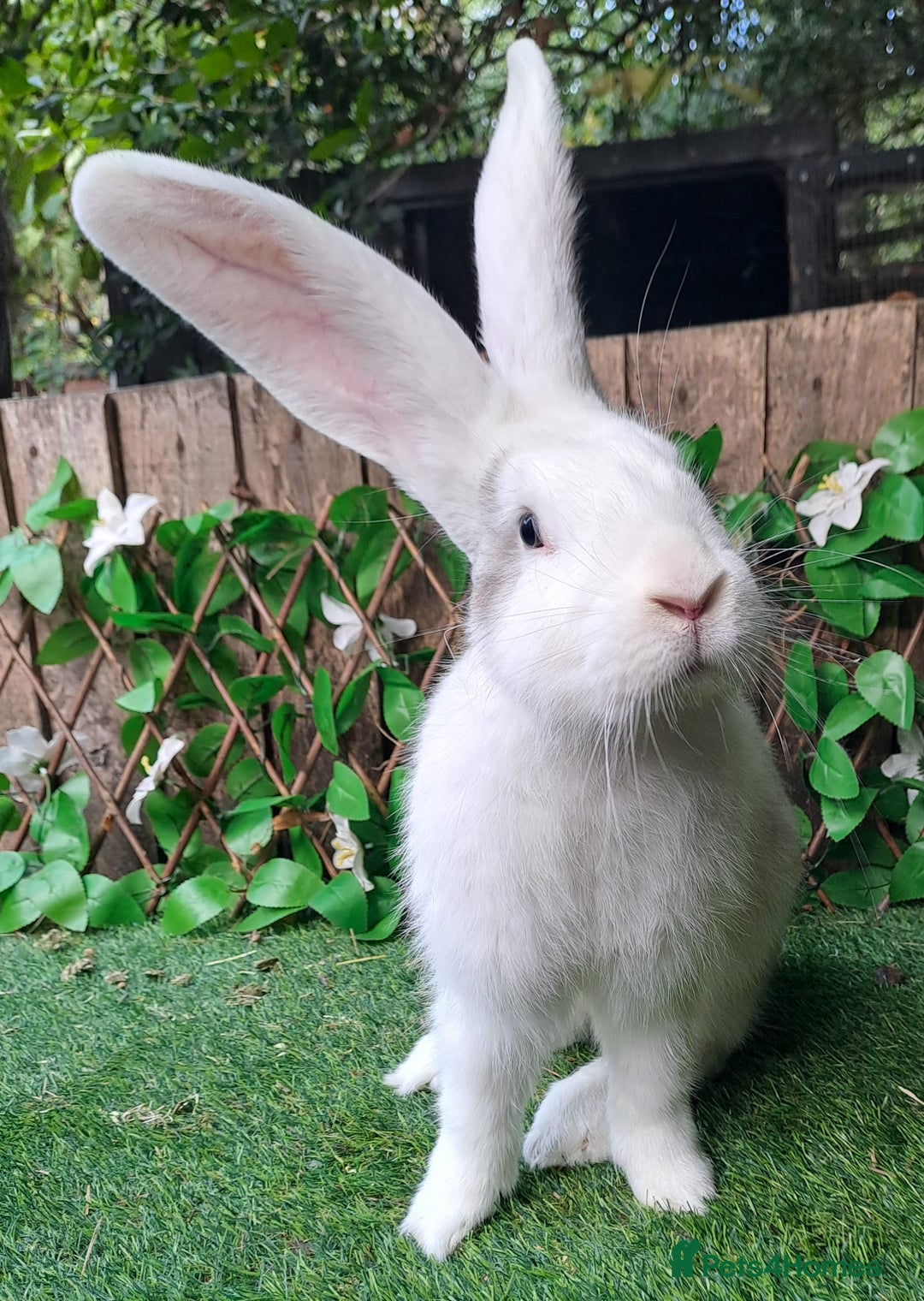 Continental Giant rabbits for sale: Super Stars Stud Service - Beautiful Proven Boys  - Image 11