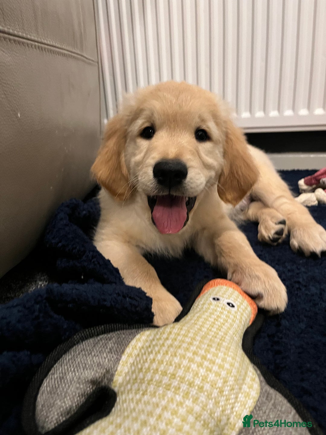 Golden Retriever dogs for sale: Golden retriever puppies - Advert 1